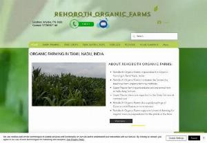 Rehoboth Organic Farms - Rehoboth Organic Farms is specialized in Super Napier Farming, Red Napier Farming, Green Fodder Farming, Coconut Farming, Guava Farming, Mango Farming, Pomegranate Farming in Tamil Nadu, India