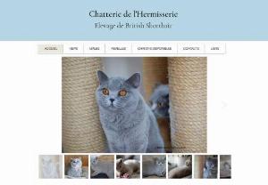 hermisserie cattery - Breeding of British Shorthair cats in France.
Color blue . Family cattery.
Very nice lines