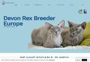 Devon Rex Breeder Europe (Devon Rex Cattery) - Devon Rex Breeder Europe ColourClubPL - we specialize in breeding and selling cats from the Devon Rex breed. Our cats are raised with love and care in our cattery in Europe, and we take pride in providing our customers with healthy, happy and well-adjusted kittens. 