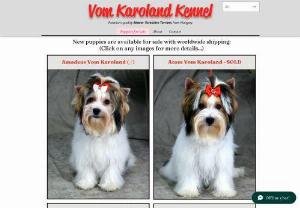 Vom Karoland Kennel - Biewer yorkshire terrier breeder