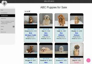 ABCPUPPY - Discover the perfect Maltese-Poodle mix puppy from Abcpuppycom, the premier Maltipoo breeder in Laredo. Our puppies are raised with love and care, so you can be sure you'll find a new best friend!