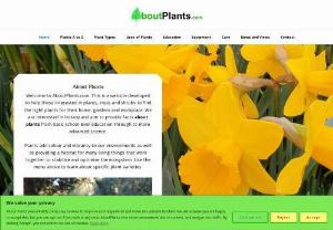 About Plants - About Plants contains information about plants, trees, shrubs, and flowers. This includes education about plant structures, photosynthesis, and chlorophyll. There are many articles on indoor and outdoor varieties, including bonsai trees, roses, money plants, saxifrages, prunus autumnalis rosea, and more. Also, see information about care and equipment for your garden. This includes the types of soil, choosing the correct fertilizer, and learning about different types of lawnmowers.