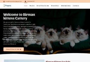 Birman Kittens for Sale - Welcome to Birman kittens Cattery, home of Birman Cats for Sale. As Registered and well-recognized Birman kittens Breeders, we have raised Birman kittens since 2014. All our kittens are TICA Registered, the worlds largest genetic cat registry. Originally a North American organization, it now has a worldwide presence.