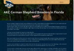 german shepherd puppies imported from germany - Learn why so many people fall in love with German Shepherd puppies in Miami. We are a trusted AKC breeder. We look forward to introducing you to our litter.