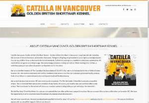 Catzilla Vancouver British Golden Shorthair Premier Cat Breeder in British Columbia - Catzilla Vancouver British Golden Shorthair is a reputable cat breeder specializing in the exquisite British Golden Shorthair breed. As one of the top British Shorthair breeders in BC, they pride themselves on raising healthy and well-socialized kittens with exceptional temperaments.