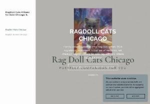 Ragdoll Cats Chicago - Ragdoll Cats Chicago we have loveable kitties available for homes