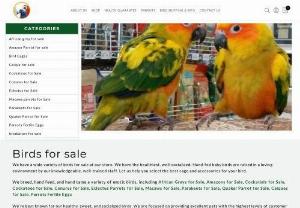 Cockatoos for Sale - We have a wide variety of birds for sale at our store. We have the healthiest, well-socialized. Hand-fed baby birds are raised in a loving environment by our knowledgeable, well-trained staff. Let us help you select the best cage and accessories.