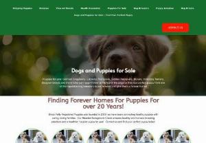 Dogs and Puppies for Sale | Find Your Perfect Puppy - Affenpinscher, Afghan Hound, Airedale Terrier, Akbash Dog, Akita, Alaskan Klee Kai, Alaskan Malamute, American Bandogge, American Bully, American English Coonhound, American Eskimo Dog, American Water Spaniel, Anatolian Shepherd, Aussiedoodle, Australian Labradoodle, Australian Shepherd, Australian Terrier, Basenji, Basset Hound, Beabull, Beagle, Beaglier, Bearded Collie, Beauceron, Bedlington Terrier, Belgian Malinois, Belgian Sheepdog, Belgian Tervuren, Bernedoodle, Bernese Mountain...
