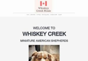 Whiskey Creek Miniature American Shepherds - Whiskey Creek Miniature American Shepherds located in BC, Canada