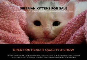 Siberian Kittens For sale - Mady Family produces beautiful Siberian Forest cats and kittens, well-socialized with kids and other animals, grown up in a loving family setting