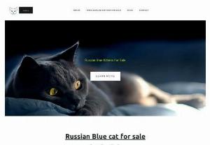 Russian Blue Cat For Sale - Welcome to our Russian Blue Cattery , where we specialize in breeding and raising exquisite Russian Blue cats.