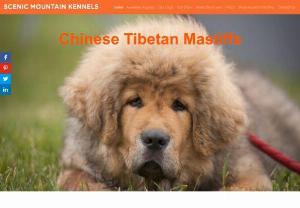 Chinese Tibetan Mastiff Puppies USA - Scenic Mountain Kennels offers 100% Tibetan mastiffs w/ exclusive Chinese bloodlines. Call 208-993-0556 - the best Tibetan dog puppies & mountain dogs for sale.