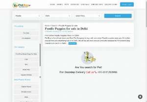 Poodle Puppies for sale in Delhi - Buy Online Dogs and Puppies & Dogs For Sale in Delhi NCR