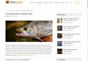 Shocking Goliath Tigerfish Facts - The Goliath Tigerfish, native to Africa&#039;s Congo River Basin, is a freshwater predator known for its fearsome appearance. It can grow up to 5 feet long and weigh over 100 pounds.