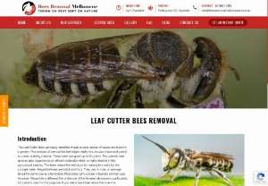 Leaf cutter bees australia - Bee infestations can quickly become a serious problem, especially if the nest is present in a residential area.