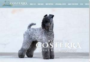 Costerra Kerry Blue Terriers - Kerry Blue Terrier breeder that focuses on the preservation of the breed. We health test all of our dogs, only breed dogs of quality that are proven, and adhere our practices to align with the breed standard. Temperaments are a forefront of our focus when breeding in addition to the structure and health of each of our dogs.