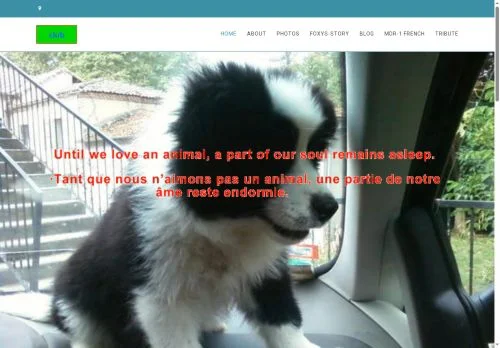 Screenshot of Pet club
