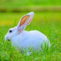 balakrishna - PERSONAL