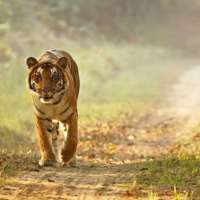 Sudhir Sharma - Cultural Safari Tours an iconic name in running expeditions for India Cultural Safari Tours, Wildlife Tour Packages, Ranthambore tiger safari, and the best birding tours in India.